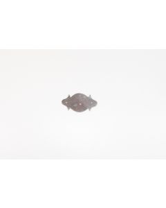 Rosette, quer, Beschläge, Eisen, 4.5 cm, 8.5 cm