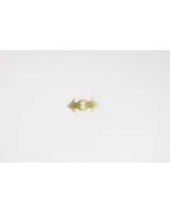 Schild, quer, poliert, Beschläge, Messing, 2.5 cm, 6 cm